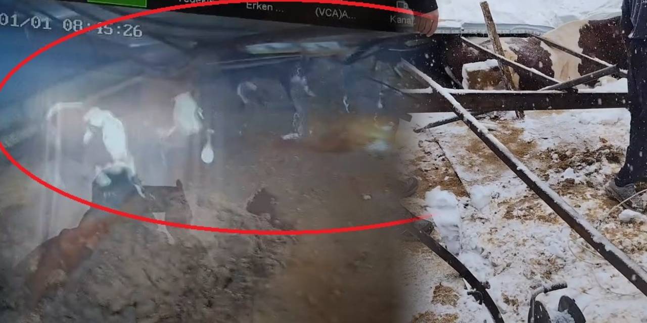 Karın ağırlığına dayanamayan ahır çatısı çöktü: 4 inek yaralandı