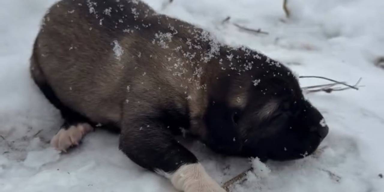 Fotoğraf için yavru köpeği annesinden ayırdı: Tutuklandı