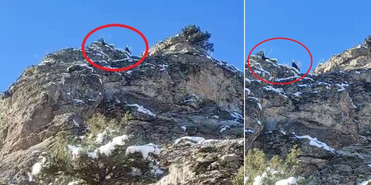 Sürüden ayrılıp dağda mahsur kaldılar: 18 keçi kurtarılmayı bekliyor