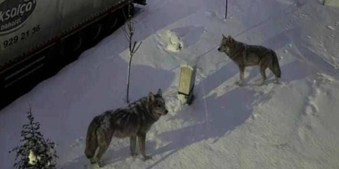 İlçe merkezinde korkutan görüntüler! Aç kurtlar peş peşe indi