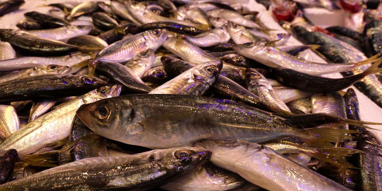 Trabzon’da balık alarmı! Tezgahlarda hamsi yok