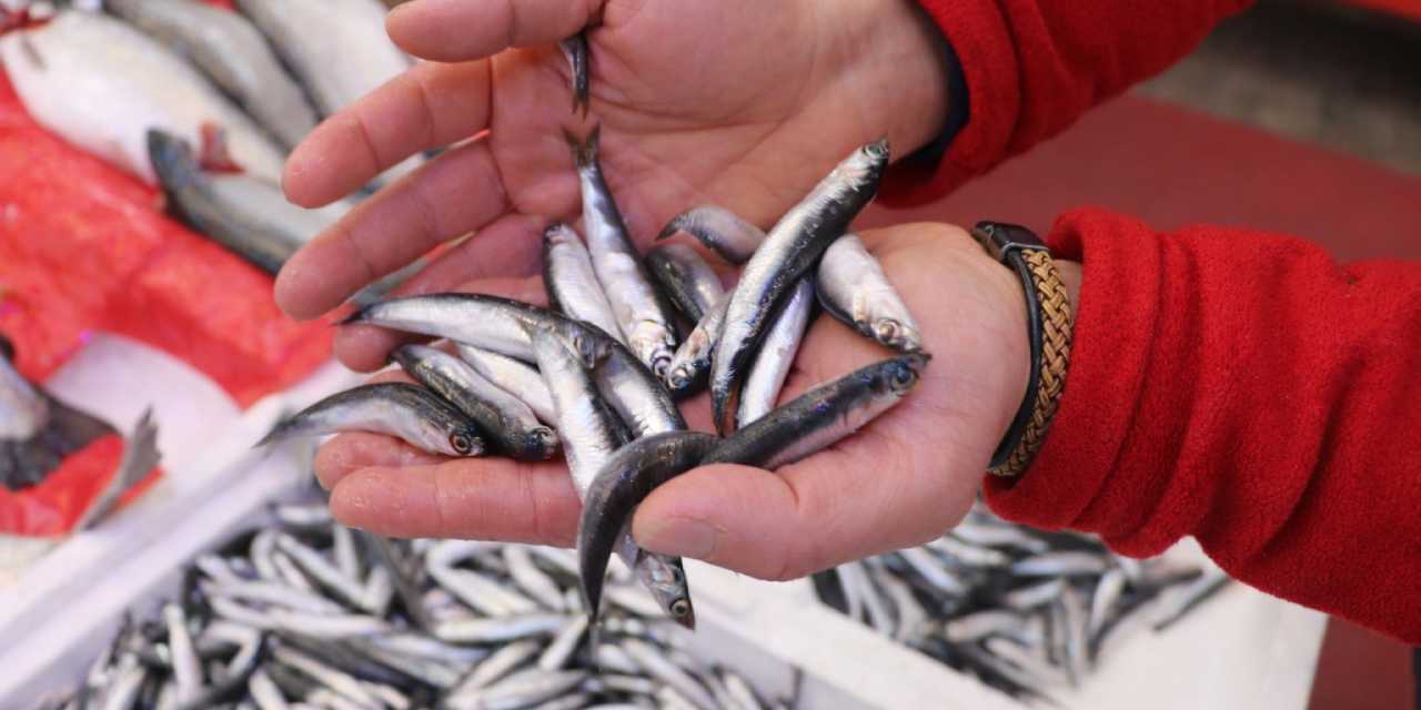 Hamsiler Türkiye'den kaçtı