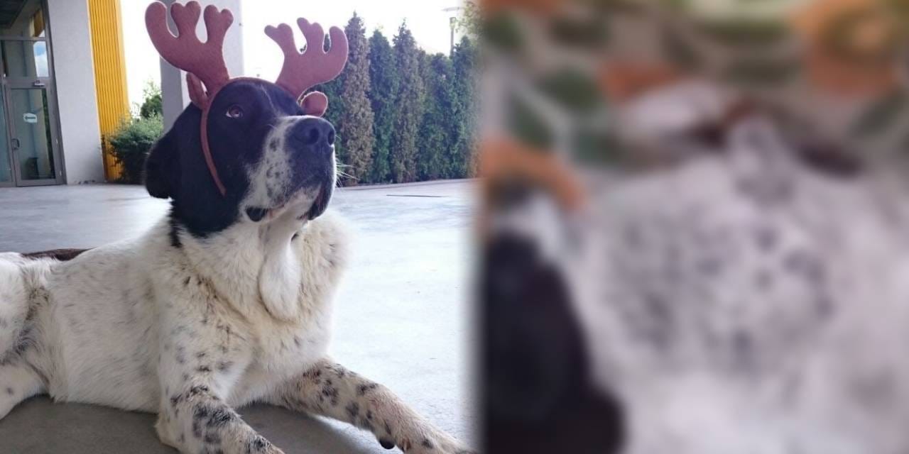 Yerel gazete hedef gösterdi, görevliler harekete geçti: Mahallenin 15 yıllık köpeği böyle öldürüldü