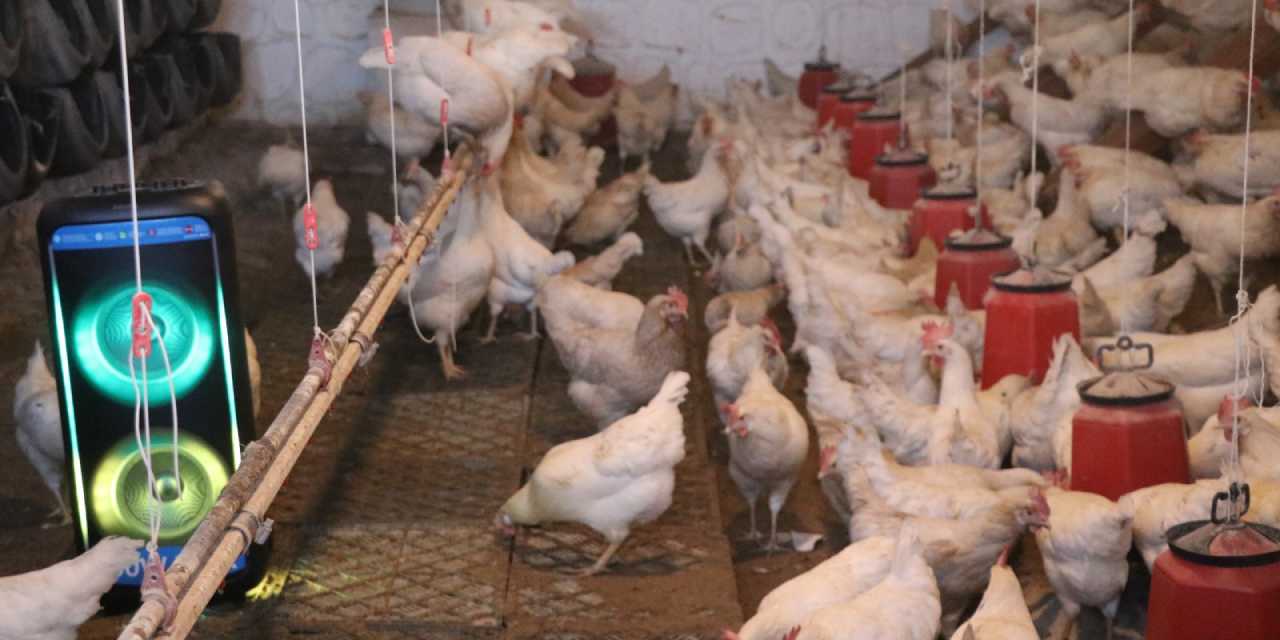 Tavuklara Türk sanat müziği dinletti: Sonuç şaşırttı