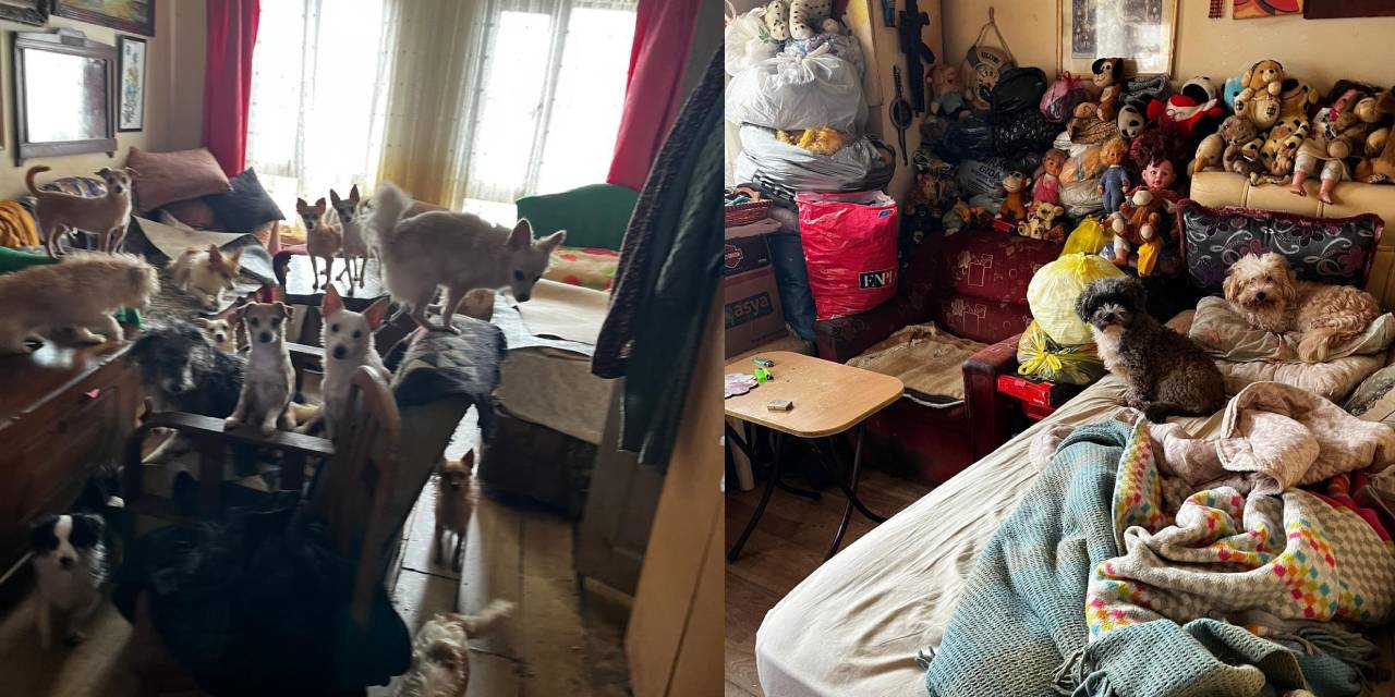 Kocaeli'de korkunç görüntüler! Onlarca hayvan kurtarıldı