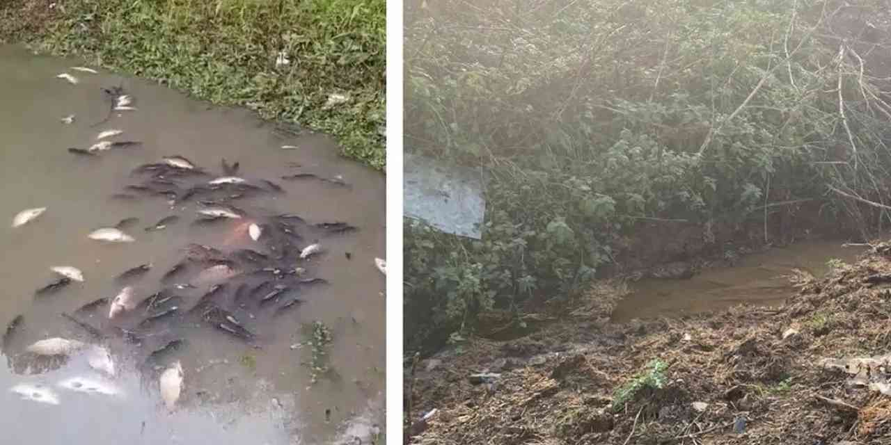 Jandarma boruları takip etti gördüklerine inanamadı! Balık mezarlığına çevirmişler