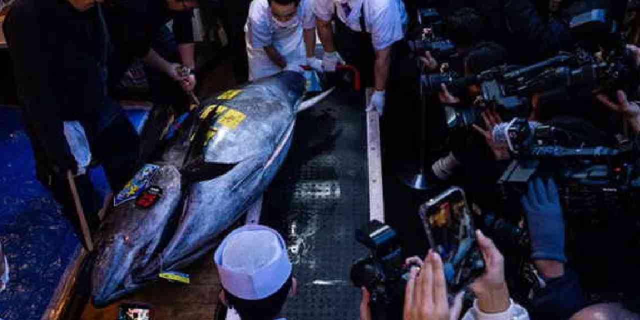 Rekor fiyata satıldı! Denizden çıktı tam tamına 243 kilo