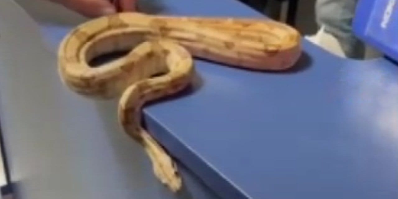 Elinde yılanla geziyordu polis yakaladı