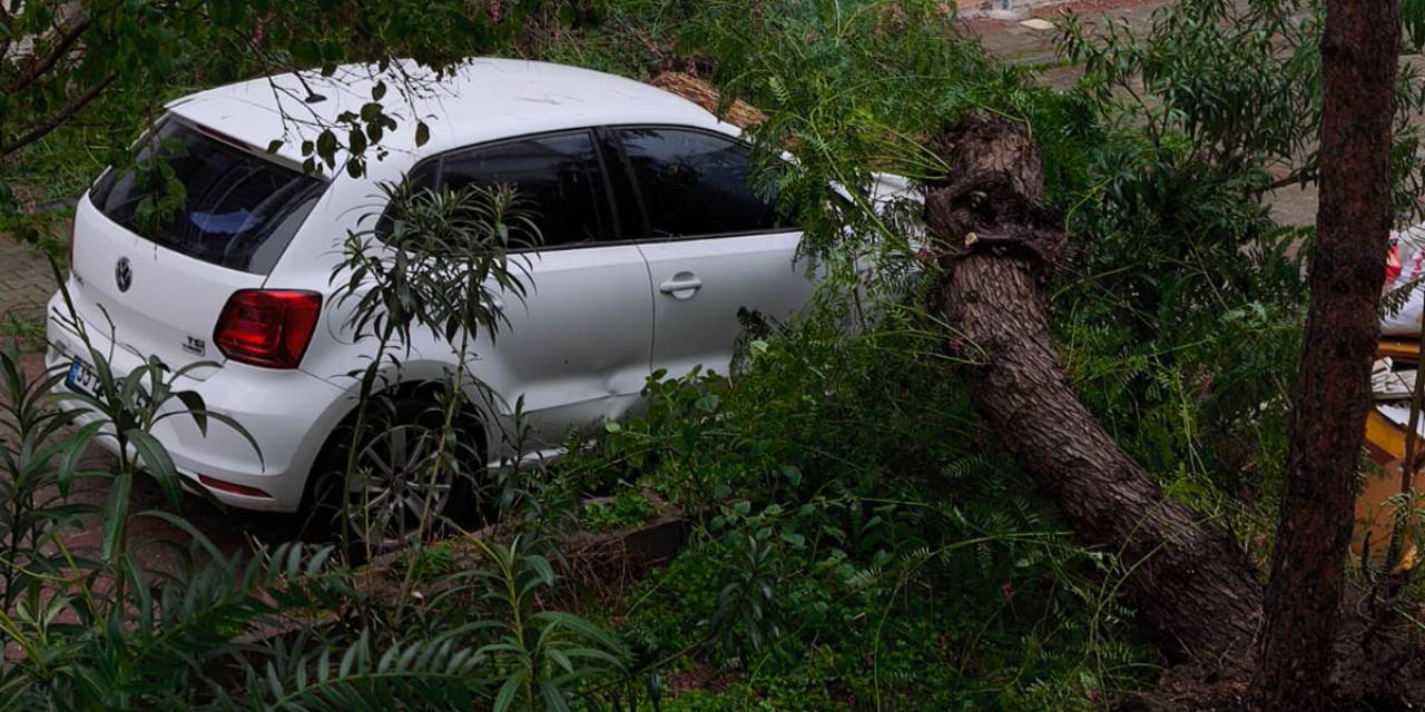 İzmir'de fırtına kabusu! Ağaçlar kökünden söküldü: Arabaların üzerine devrildi!