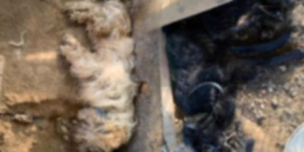 Muğla'da vahşet görüntüsü! 'Zehirlenerek öldüler' iddiası incelenmedi