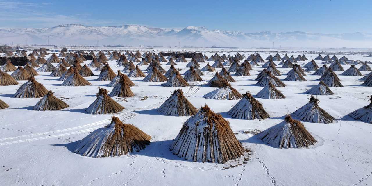 Kuşlar gitti hasat başladı! "Eksi 20 derecede çalışıyoruz"