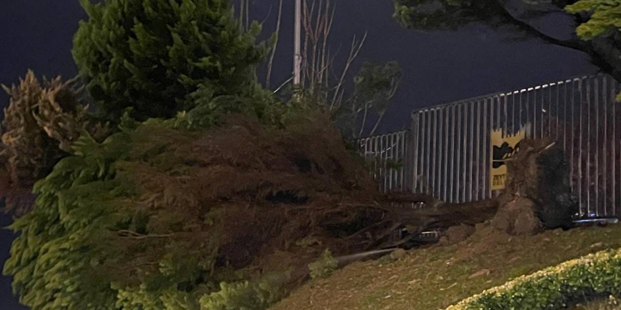 Zeytinburnu'nda 3 ağaç fırtınadan devrildi: Bir kişi ağacın altında kaldı!