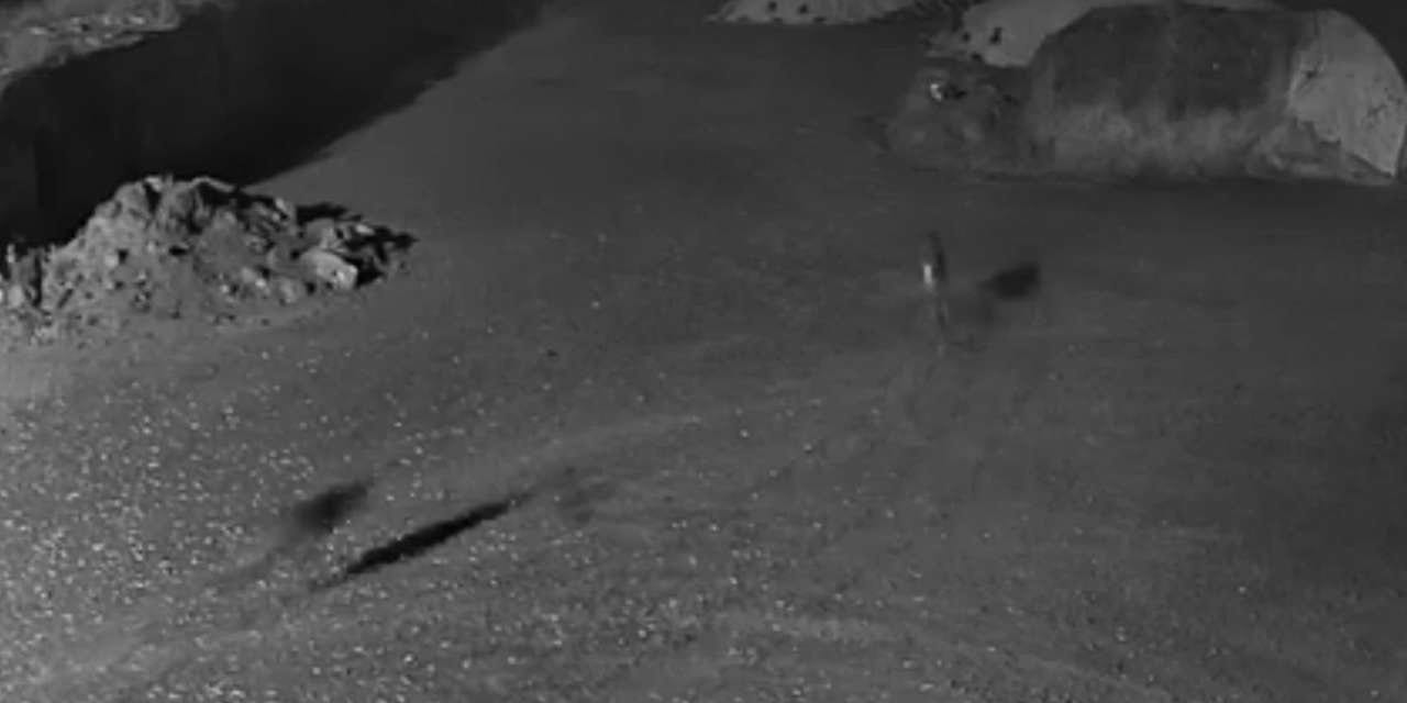 Kars'ta kurtlar köpeği avladı