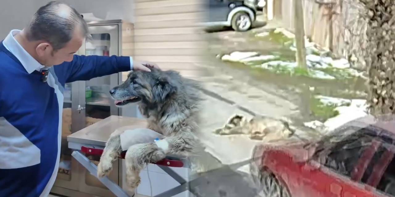 Yolda uyurken köpeği ezen cani gözaltına alındı!  Bir acı da barınaktan çıktı