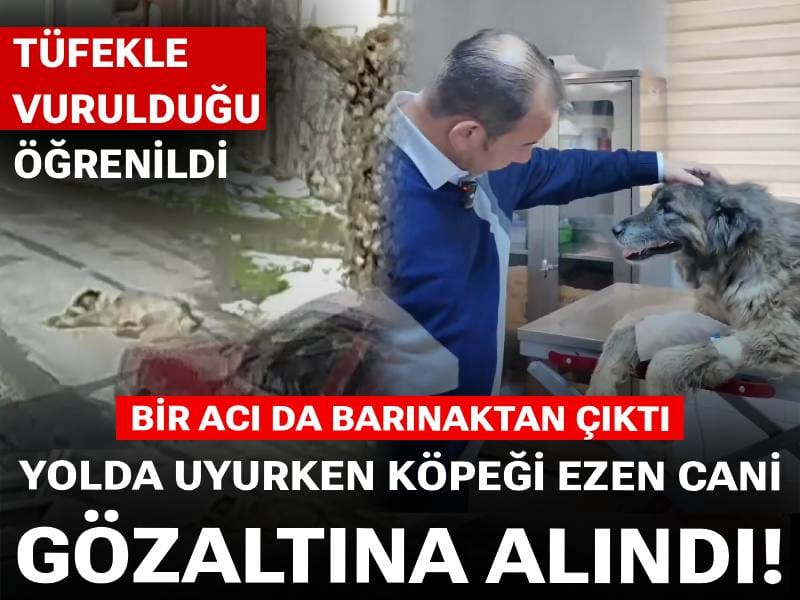 Yolda uyurken köpeği ezen cani gözaltına alındı! Bir acı da barınaktan çıktı