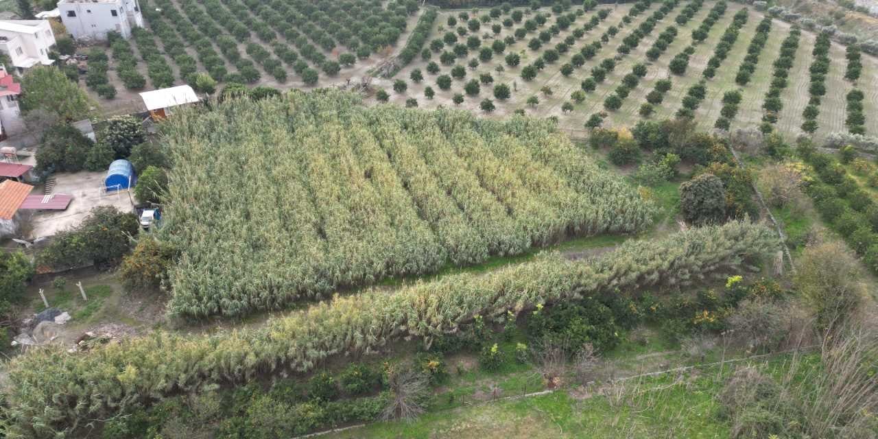 Narenciyeyi söküp onu ekti: Şimdi İngiltere ve Almanya'ya gönderiyor