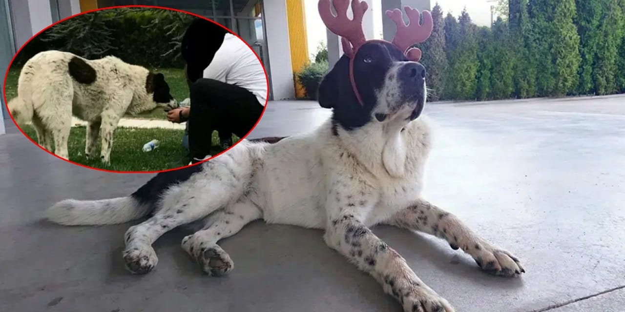 Türkiye bu vahşeti konuşmuştu: ABB'den 'Matmazel' açıklaması: O vicdansızların iş akitleri feshedildi