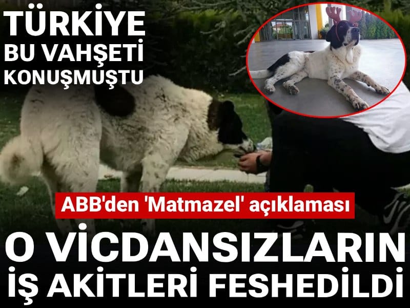 Türkiye bu vahşeti konuşmuştu: ABB'den 'Matmazel' açıklaması: O vicdansızların iş akitleri feshedildi