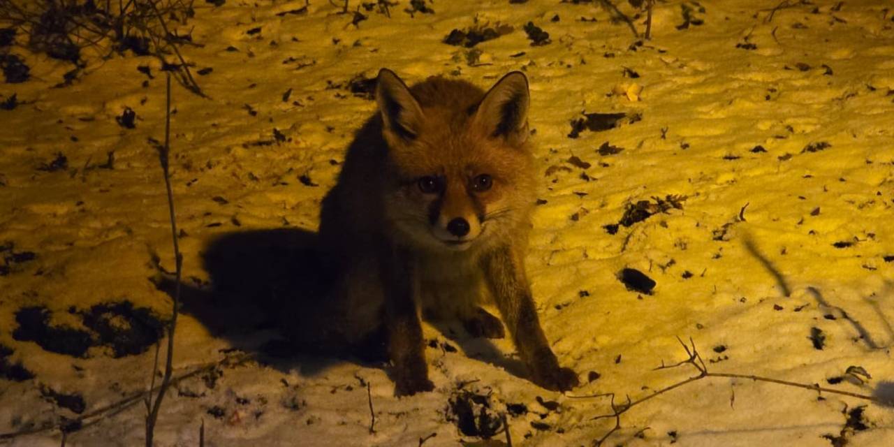 Kartepe'de yürek ısıtan anlar: Yiyecek bulamayan tilkiyi eliyle besledi
