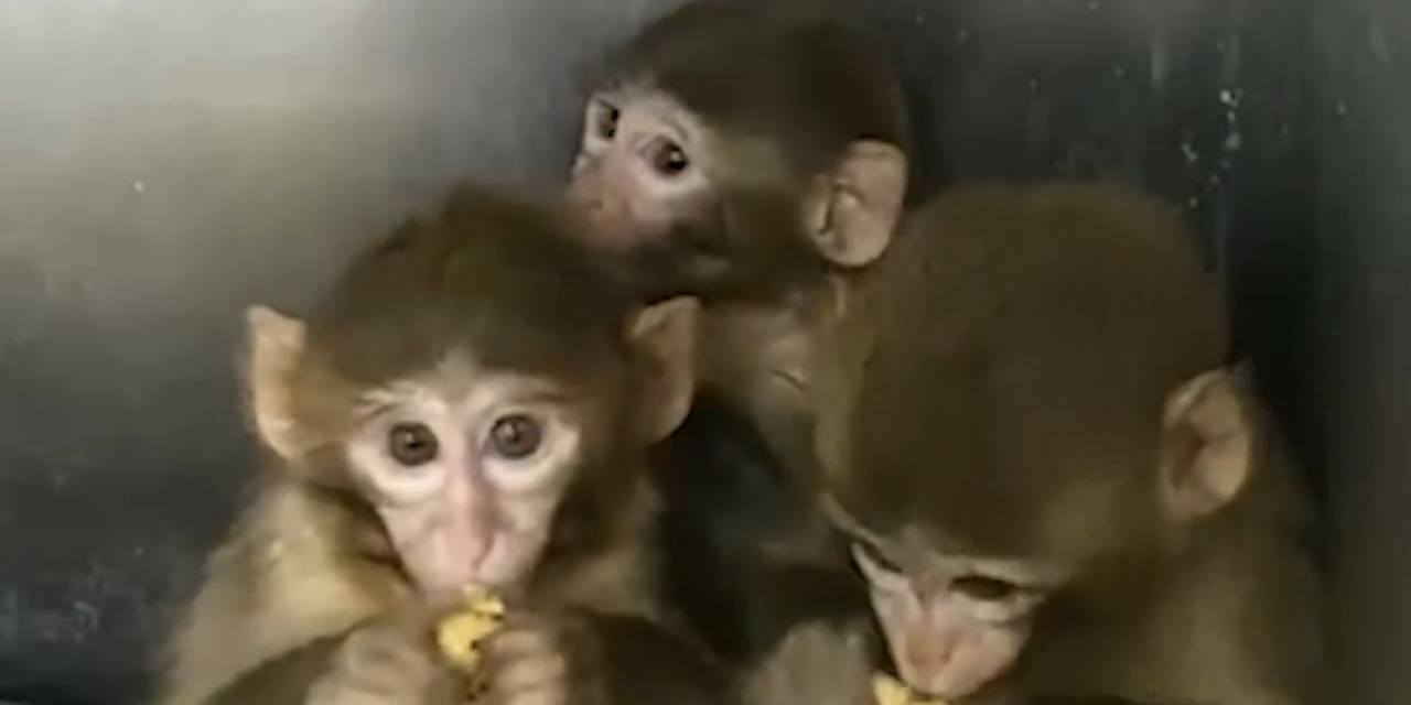 Hayvan ticaretine darbe! 3 makak maymunu koruma altında