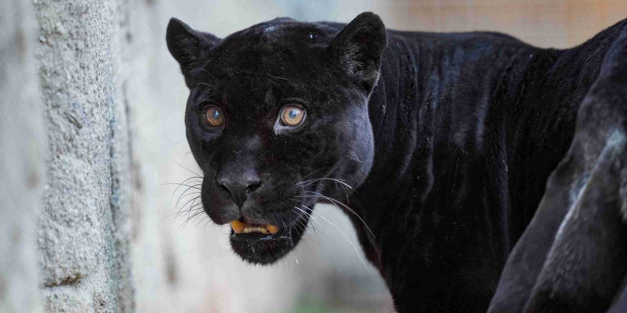 Fransa'dan İzmir'e getirilen Juliet hayatını kaybetti