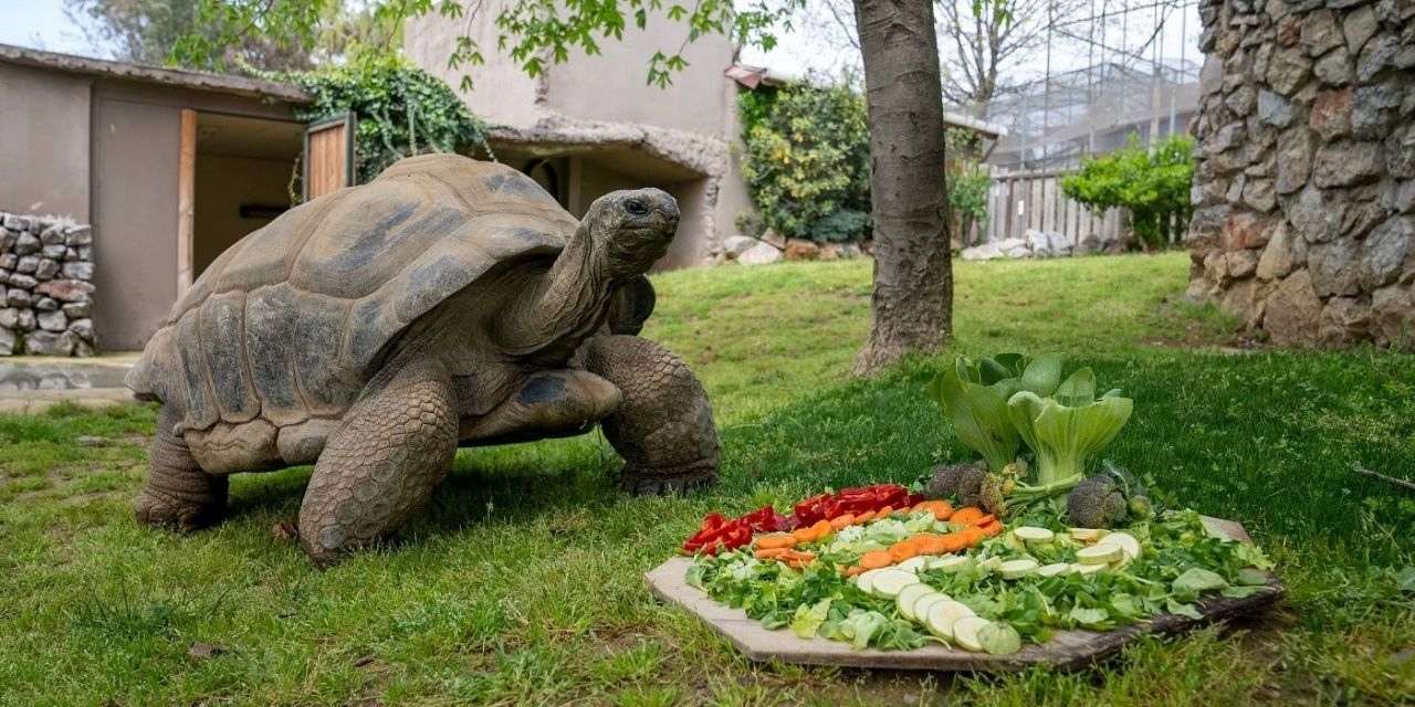 Darıca Hayvanat Bahçesi kapatılıyor mu?