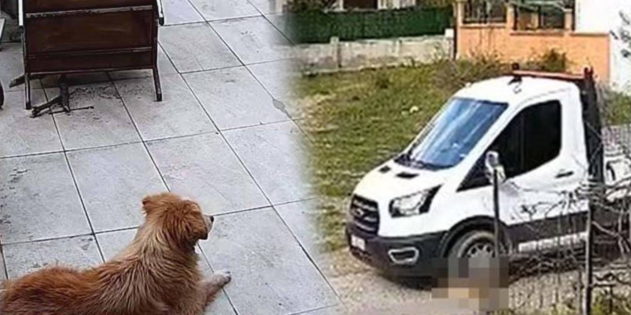Vahşetin adresi bu kez İzmir! Yol kenarında yatan köpeği kamyonetle ezdi