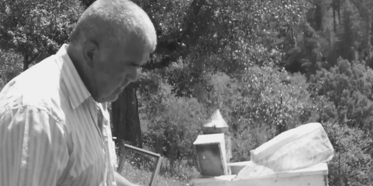 Bartın’da korkunç olay! Kestiği ağacın altında can verdi