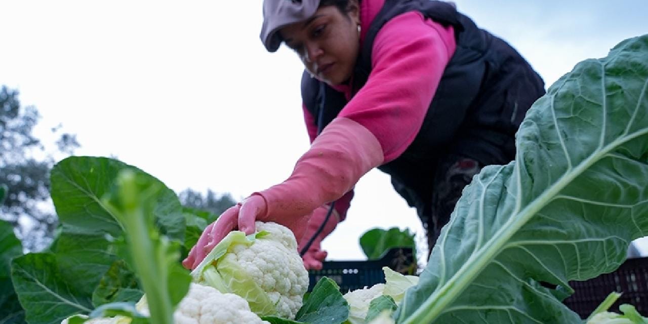 Çiftçilerin beklediği haber geldi! Ödemeler bugün yapılacak