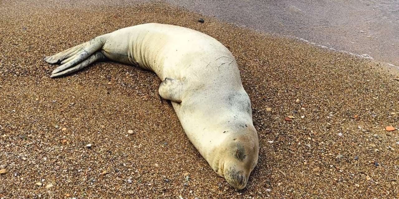 Antalya'da kıyıya Akdeniz foku vurdu