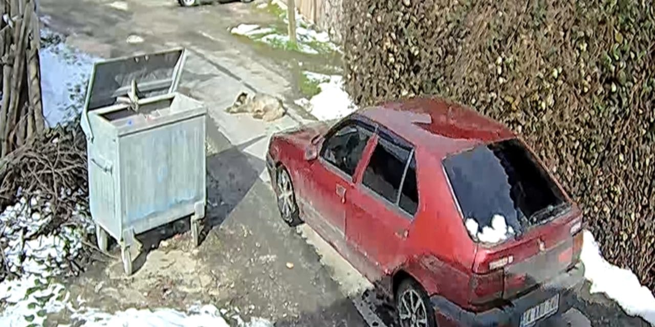 Vuruldu üzerinden araba geçti... Köpek Karabaş'tan mucize haber geldi