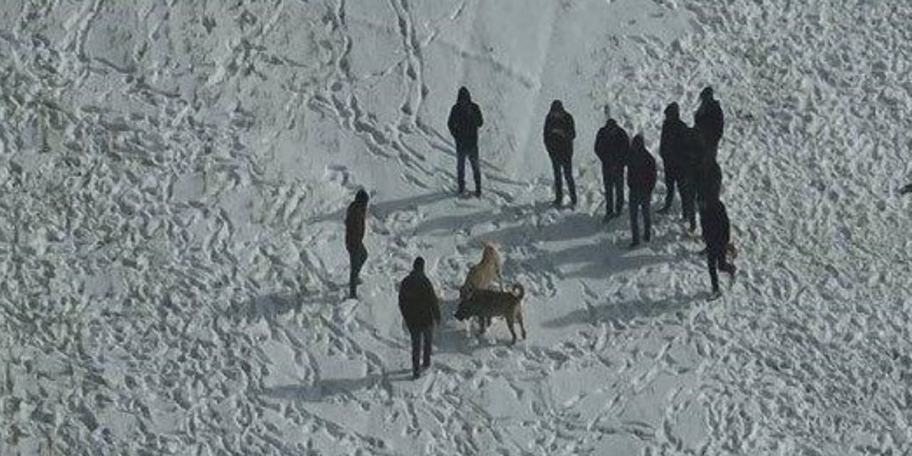 Köpek dövüştürenler dronu görünce arkalarına bakmadan kaçtı