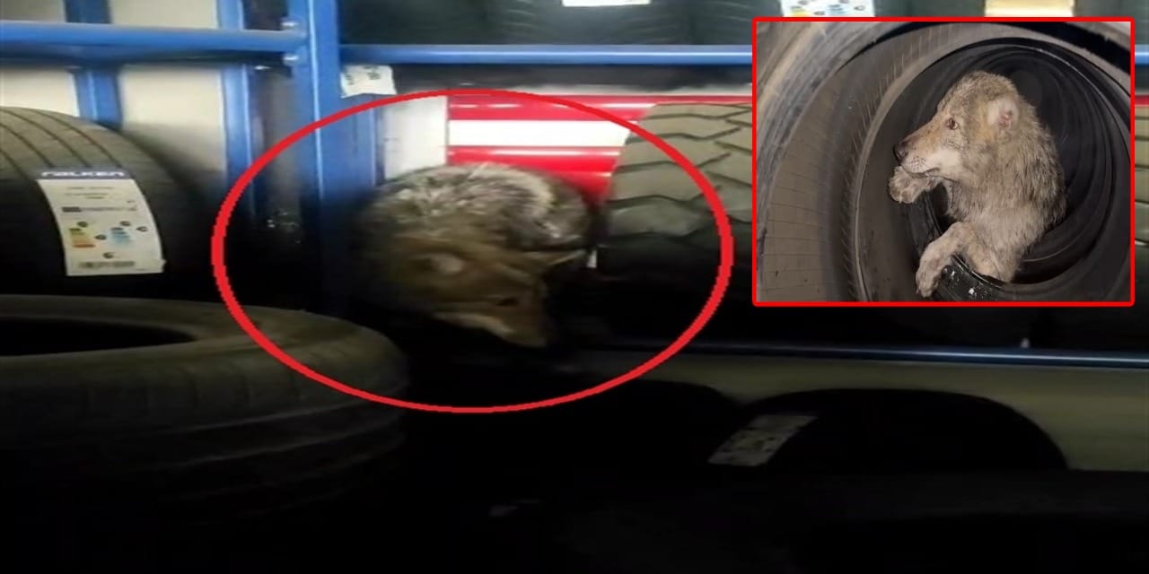 Bingöl’de lastikçiye giren kurt paniğe neden oldu!
