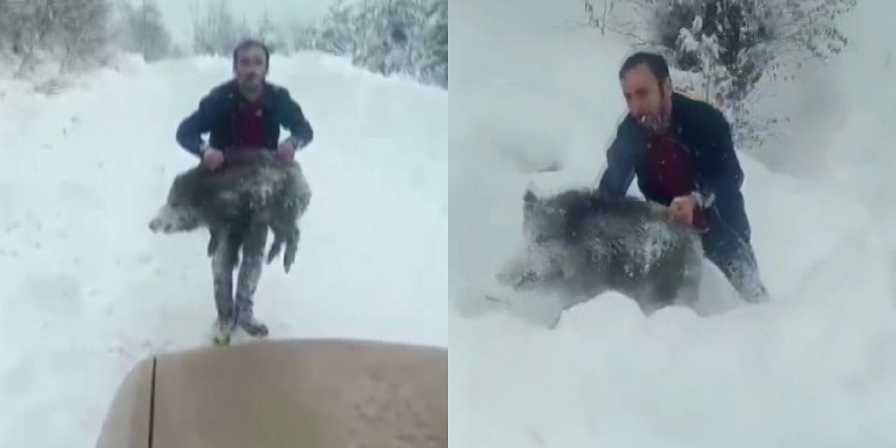 Yavru domuzu elleriyle yakalamıştı! Cezası iptal edildi