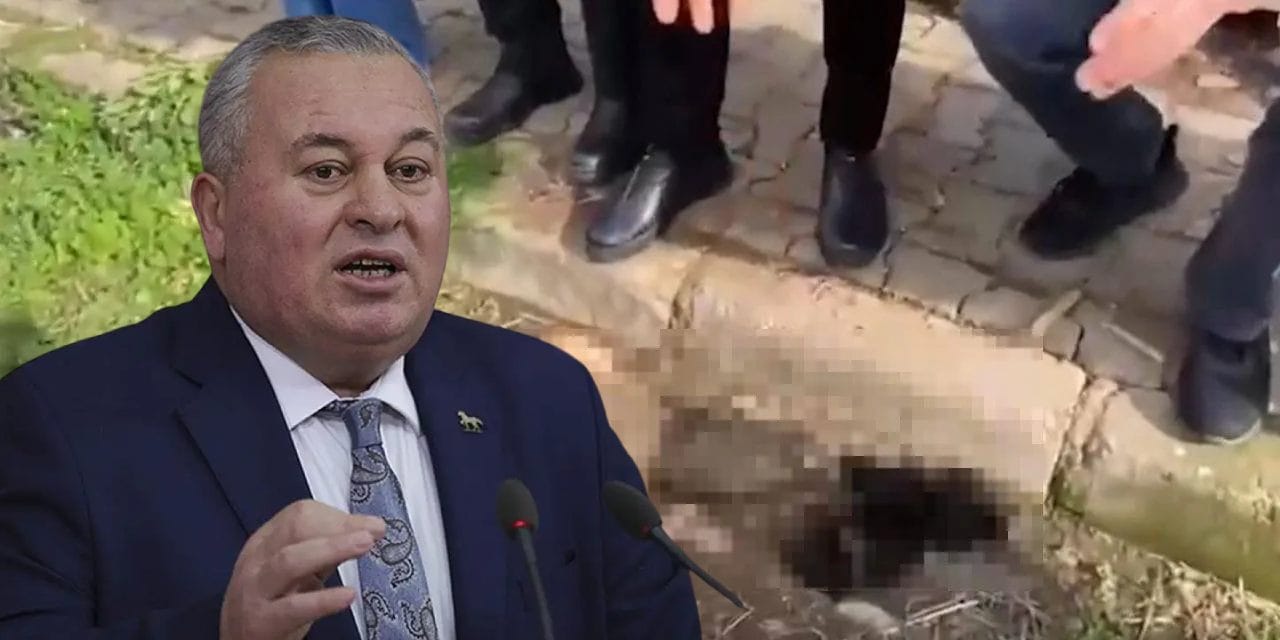 CHP'li Enginyurt'tan 'barınak' tepkisi: Hayvanlar açlıktan birbirini yiyor!