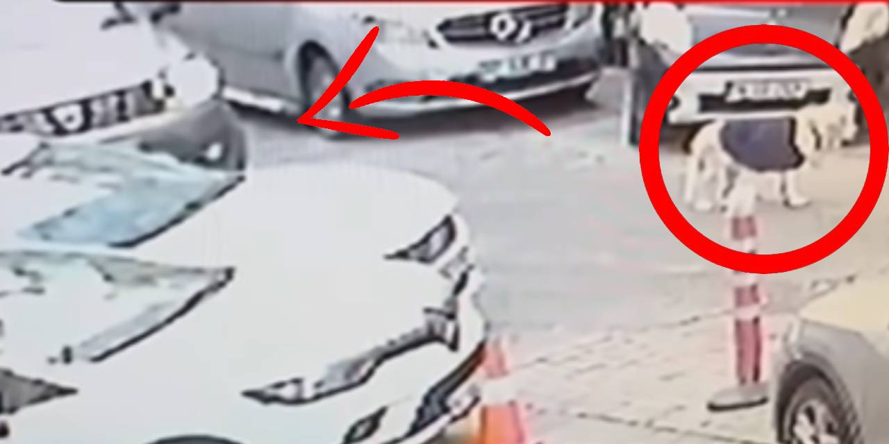 Durdu, köpeğe baktı ve arabayla üzerinden geçti