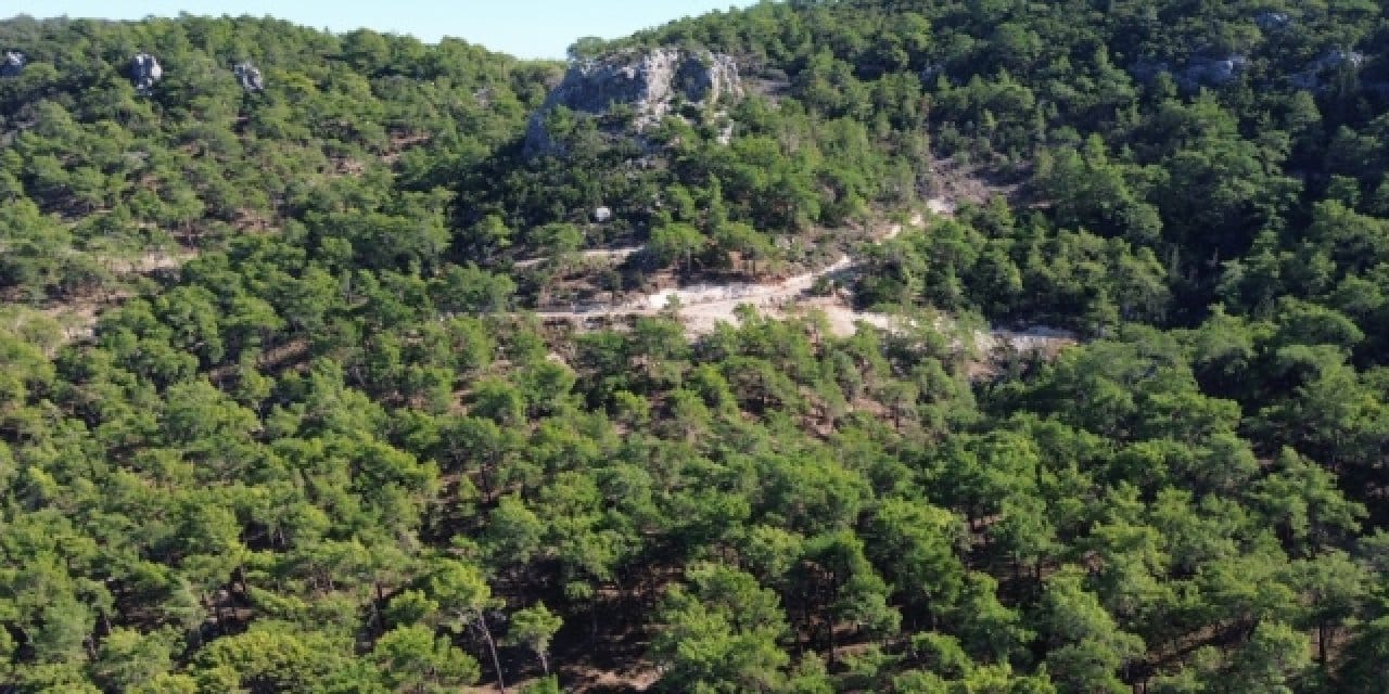 Hatay'da Limak'ın madeni için ağaç katliamına nihai onay