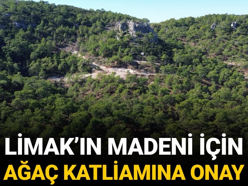 Hatay'da Limak'ın madeni için ağaç katliamına nihai onay