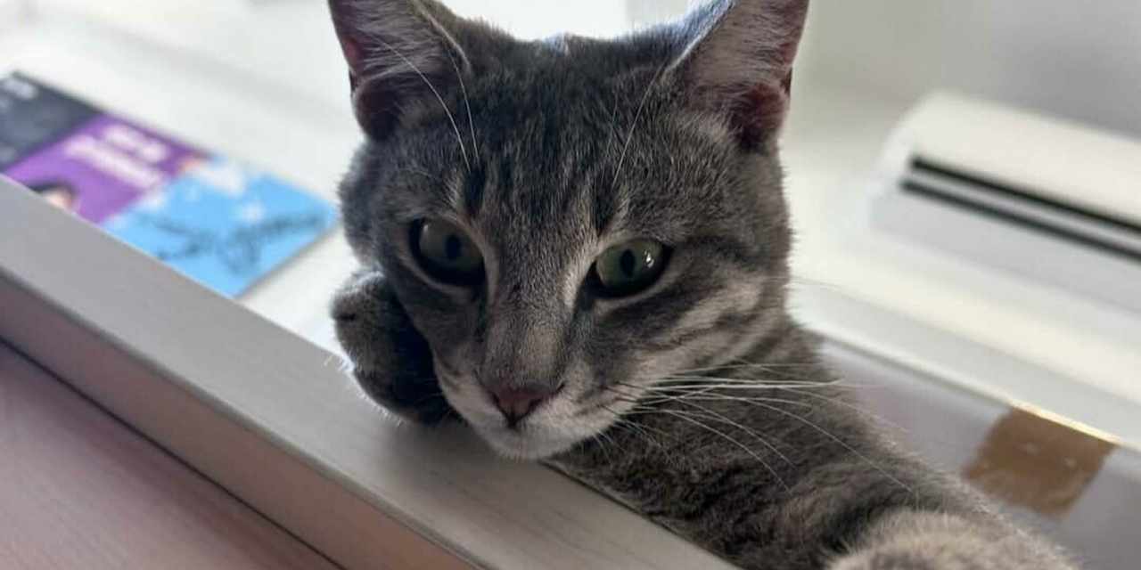 Bodrum’da üniversite kampüsünde korkunç olay: Kedi ölü bulundu