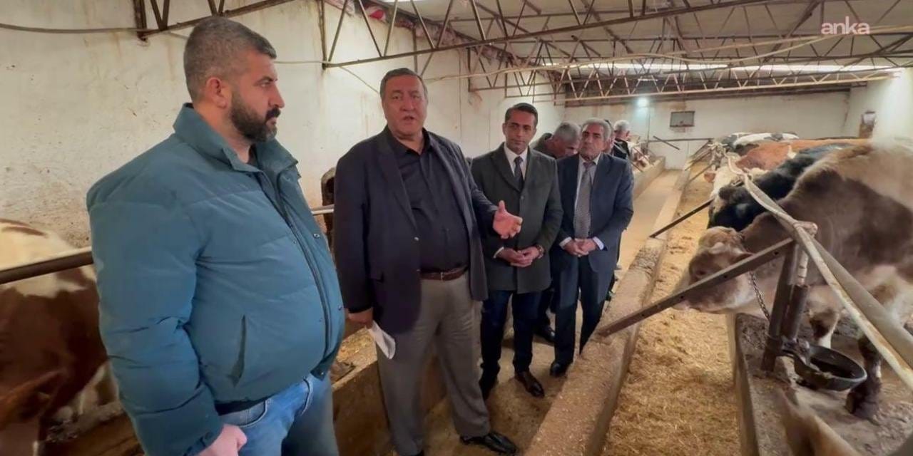 İşte Türkiye'nin kanayan yarası: 654 bin hayvan ithal edildi 500 bin buzağı öldü