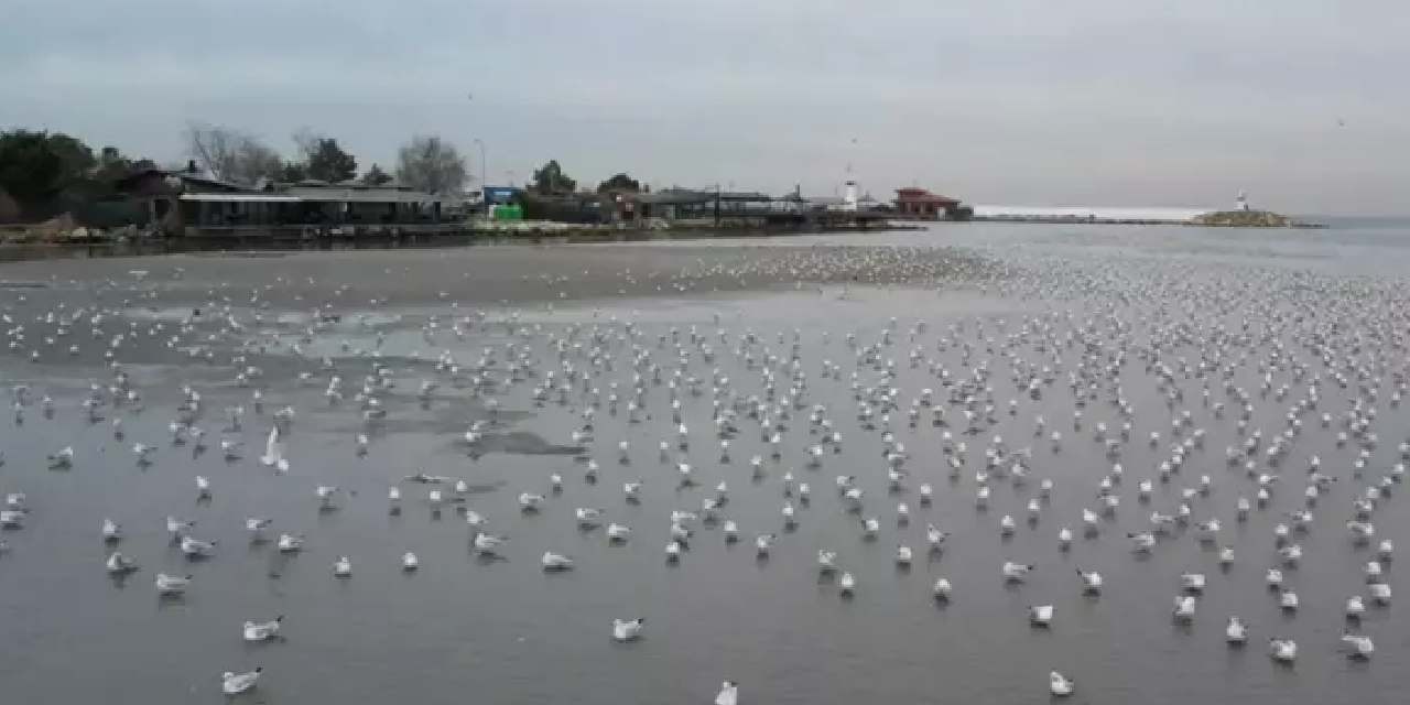 Silivri ve Avcılar'da korkutan gelişme: Deniz suyu 250 metre birden çekildi