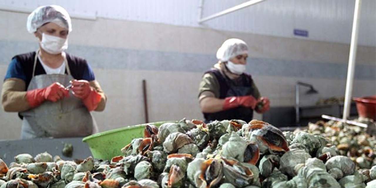 Karadeniz'i istila ettiler: Türkiye 1 yılda 20 milyon dolar kazandı