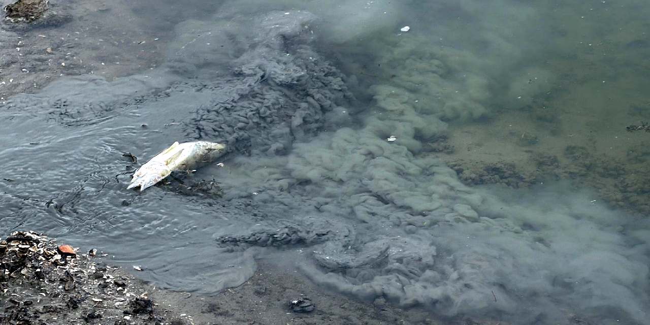 Tekirdağ’da korkutan manzara: Balık ölümlerine inceleme başlatıldı