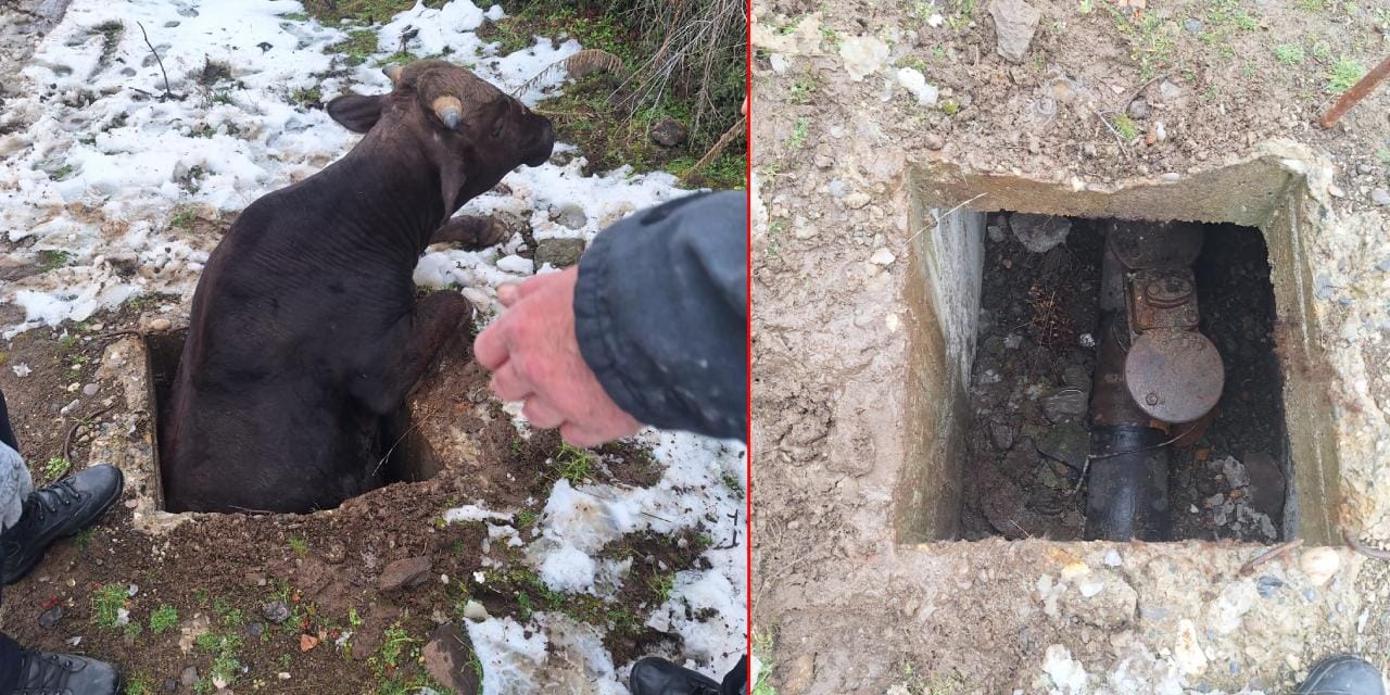 Tokat'ta kuyuya düşen inek kurtarıldı