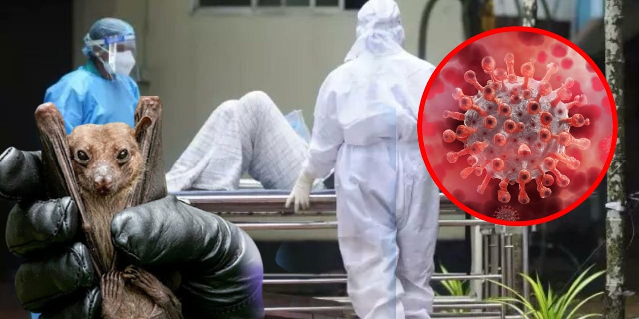 Nipah virüsü hakkında merak edilenler! Yüksek ölüm oranlı tehdit