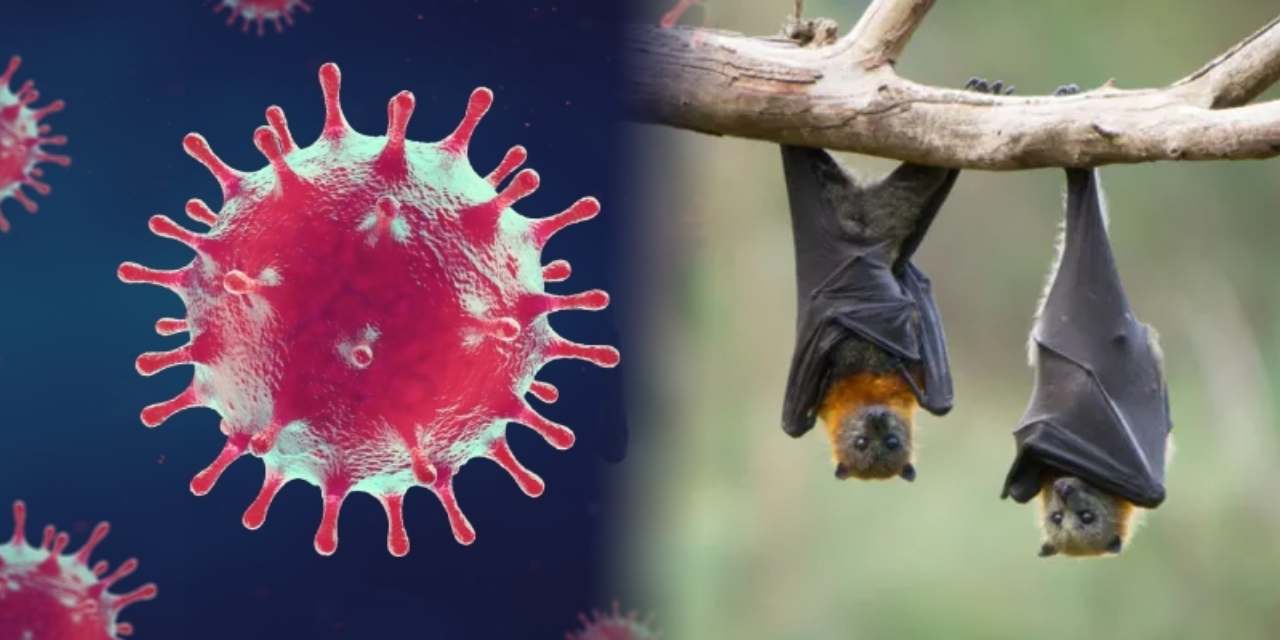 Hindistan’da Nipah virüsü alarmı! Ölüm oranı yüzde 75