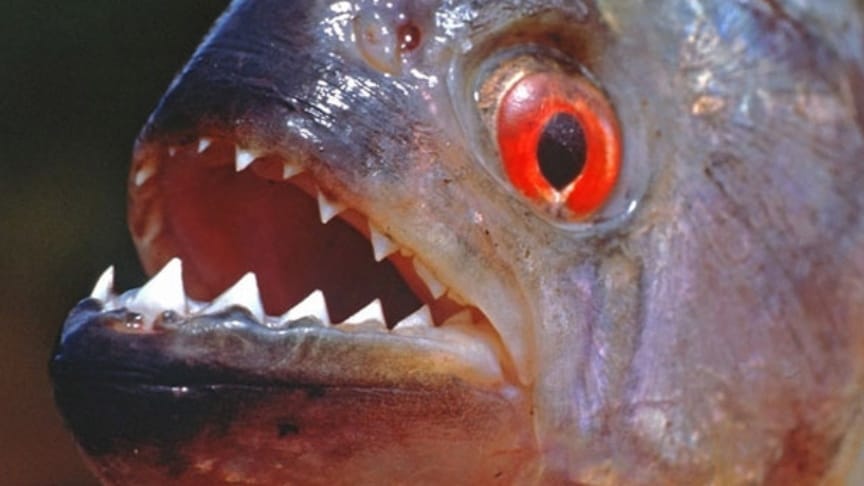 Turizm bölgesinde pirana dehşeti: 10 Yaralı