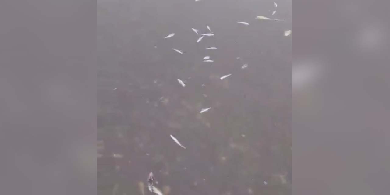 Tekirdağ'da kuraklık alarmı: Karaiğdemir Barajı'nda toplu balık ölümleri