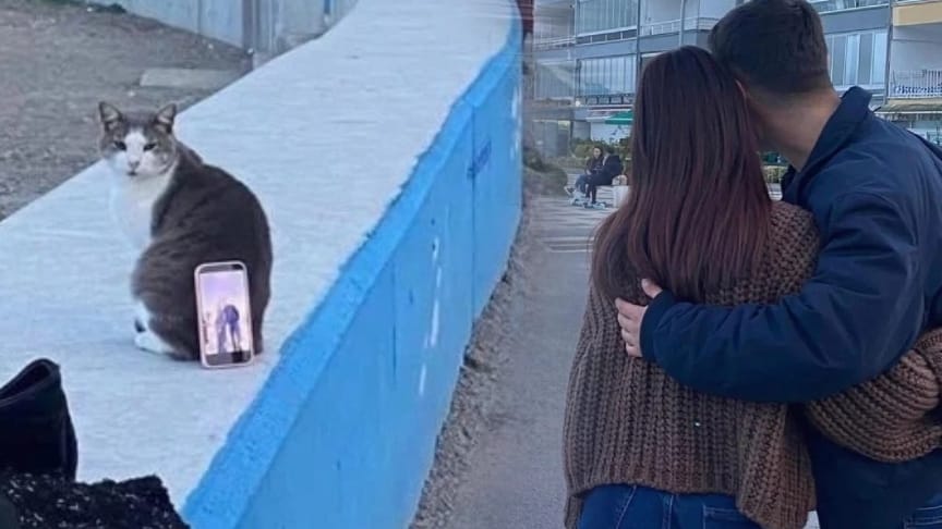 'Tripod kedi' fenomen oldu: Sosyal medya onu konuşuyor