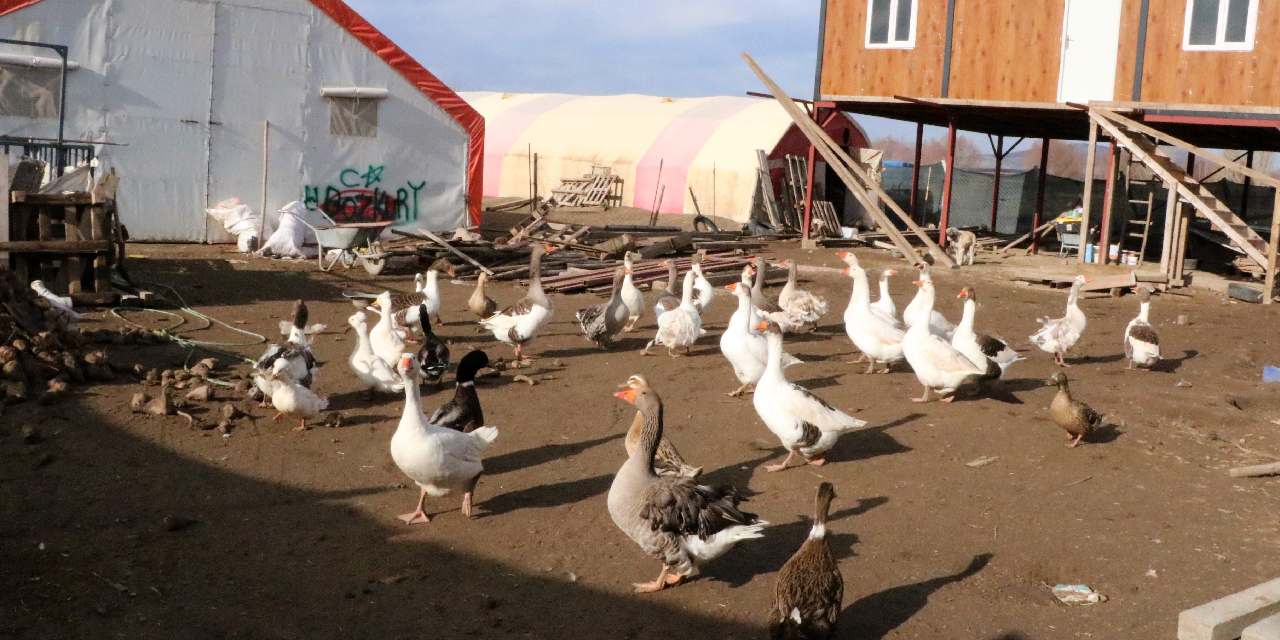 Üç asırdır köylerinde yetiştiriyorlar: İstanbul ve Ankara'dan talep yağıyor